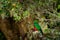 Resplendent Quetzal - Pharomachrus mocinno bird in the trogon family  found from Chiapas  Mexico to Panama  known for its colorful