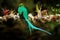 Resplendent Quetzal, Pharomachrus mocinno, from Savegre in Costa Rica with blurred green forest foreground and background. Magnifi