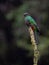 A Resplendent Quetzal Portrait