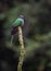 A Resplendent Quetzal Portrait