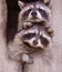 Resplendent Raccoons
