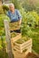 Responsible aged farmer taking care of his grapes harvest