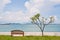 Rest bench and the tree at shore