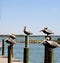 At rest at the fishing docks