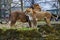 Rest Lion Portrait in Sunny day