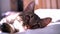 Rest, relaxation and sleeping cat. The cat is lying. Close-up tabby domestic serious and focused animal. American