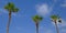 Rest on the seashore. Palm trees against the blue sky