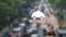 Restaurant cloche flat icon on finger over blur of rush hour with cars and road in city, Business food delivery online concept