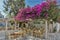 Restaurant with flowers on the island of Mykonos, Cyclades Islands