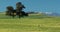 Restful, green field with snow on mountain tops