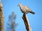 Restful Tobacco Dove sitting on a tree stump