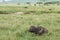 Resting African Buffalo in the Serengeti