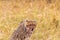 A resting African cheetah. Masai Mara. Kenya, Africa