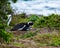 Resting African Penguin On Sand