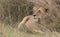 resting but alert lioness in the grass of the wild masai mara, kenya