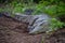 Resting alligator on the ground