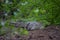 Resting alligator on the ground