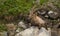 Resting alpine ibex with long horns