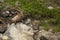 Resting alpine ibex with long horns