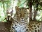 A Resting Amur Leopard