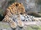 Resting Amur Leopard