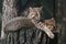 Resting Amur leopard cats