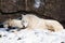 Resting arctic wolves