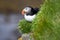 Resting Atlantic puffin on a cliff