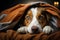 Resting atop bed, a dog enjoys comfort under brown white cover