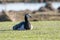 Resting Barnacle Goose in a sunlit grassland