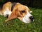 Resting beagle dog
