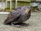 Resting bird looks directly at camera