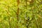 Resting bird, male of titmouse perched on young branches of a tree