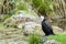 Resting black cormorant
