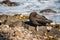 Resting black oystercatcher