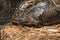 Resting Boa Constrictor in an Enclosure