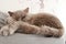 Resting british cat Cezar