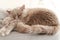 Resting british cat Cezar