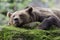 Resting brown bear