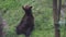 Resting brown bear Ursus arctos in the forest