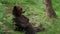 Resting brown bear Ursus arctos in the forest