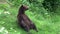 Resting brown bear Ursus arctos in the forest