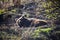 Resting brown bears by the water