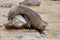 Resting Brown fur seal Arctocephalus pusillu