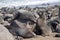 Resting brown fur seal, Arctocephalus pusillus, Cape cross, Namibia