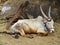 Resting bull in Hampi, India.