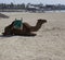 Resting Camel on Caleta de Fuste Beach Fuerteventura Canary Islands