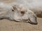 Resting camel , eastern Bohemia