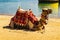 Resting camel on sand beach. Sharm-el-Sheikh, Egypt