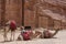 Resting camels in Petra, Jordan